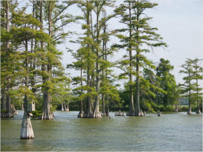 Home Cypress Lake, HW 49, MS