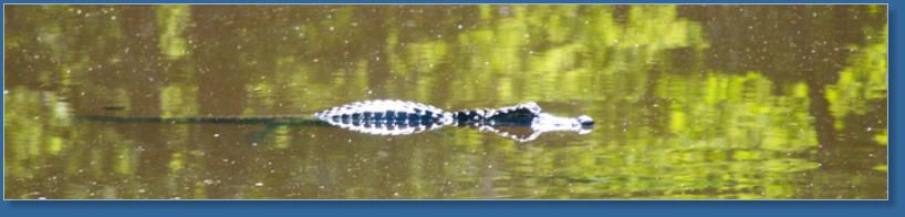Jungle Garden - Avery Island, LA