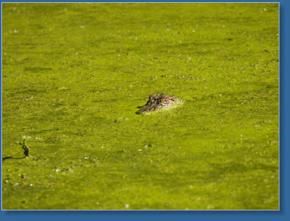 Cajun Country Swamp Tour, Breaux Bridges, LA