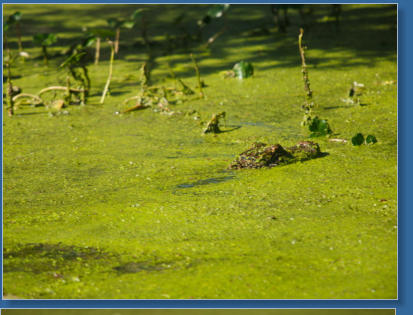 Cajun Country Swamp Tour, Breaux Bridges, LA