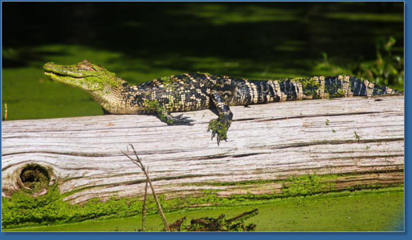 Cajun Country Swamp Tour, Breaux Bridges, LA