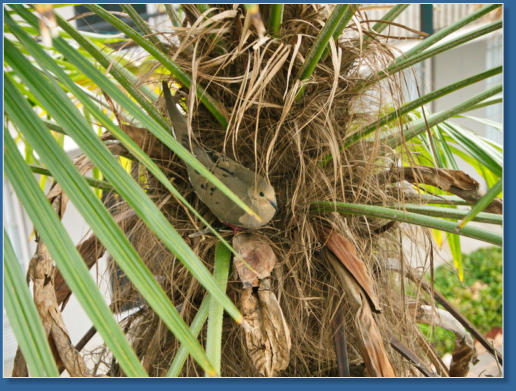 Taubennest in der Palme, New Orleans, LA