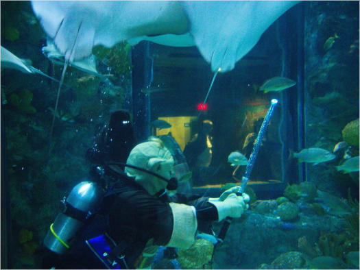 Aquarium New Orleans, LA