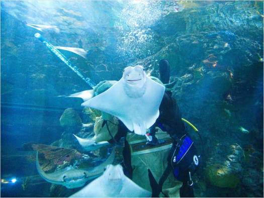 Aquarium New Orleans, LA