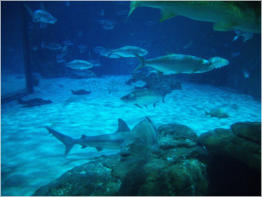Aquarium New Orleans, LA