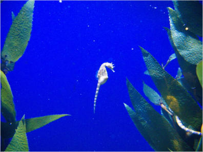 Aquarium New Orleans, LA