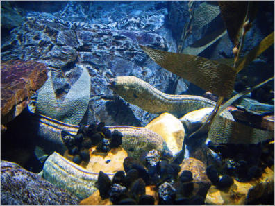 Aquarium New Orleans, LA