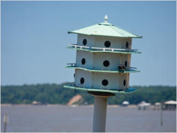 Am Pier in Fairhope, AL
