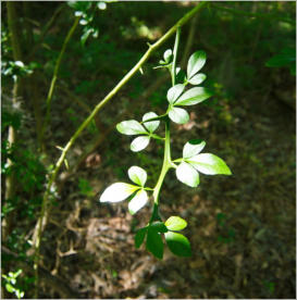 Poison Ivy - Giftiger Efeu