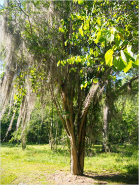 Old Cahawba Archaeological Park - Orrville, AL
