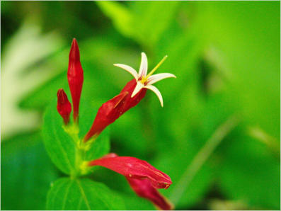 Kymulga Grist Mill, AL
