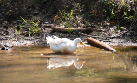 Tannehills Ironworks Historical SP, AL