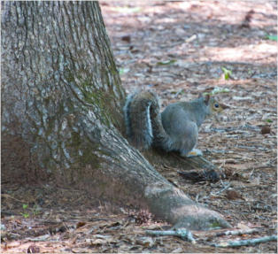 Tannehills Ironworks Historical SP, AL