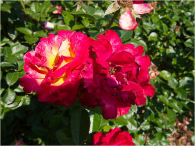 Botanischer Garten - Birmingham, AL