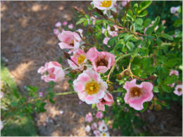 Botanischer Garten - Birmingham, AL