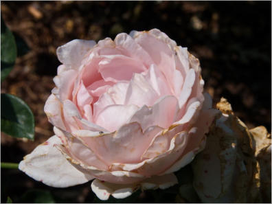 Botanischer Garten - Birmingham, AL