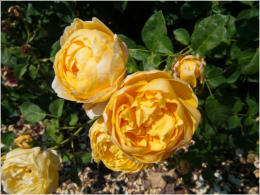 Botanischer Garten - Birmingham, AL