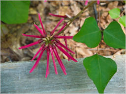 Japanischer Garten im Botanischer Garten - Birmingham, AL