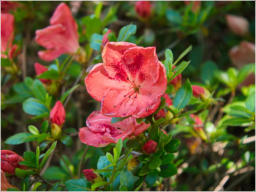 Japanischer Garten im Botanischer Garten - Birmingham, AL