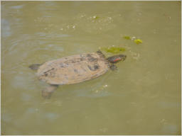 Japanischer Garten im Botanischer Garten - Birmingham, AL