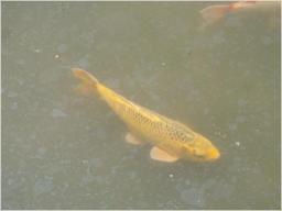 Japanischer Garten im Botanischer Garten - Birmingham, AL