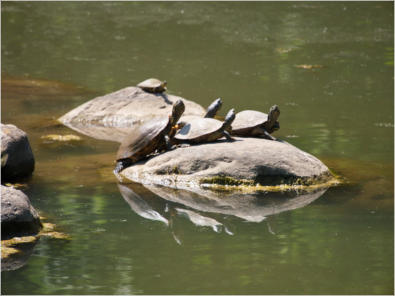 Japanischer Garten im Botanischer Garten - Birmingham, AL