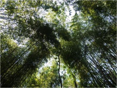 Botanischer Garten - Birmingham, AL