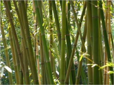 Botanischer Garten - Birmingham, AL