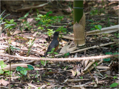Botanischer Garten - Birmingham, AL