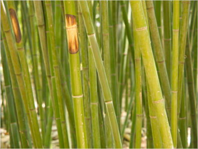 Botanischer Garten - Birmingham, AL