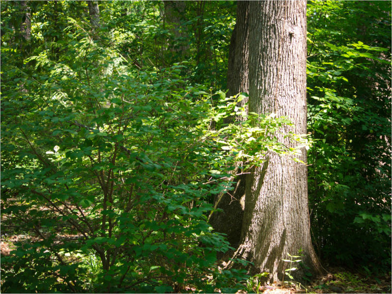 Botanischer Garten - Birmingham, AL