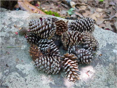 Botanischer Garten - Birmingham, AL