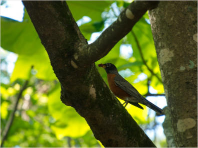 Botanischer Garten - Birmingham, AL