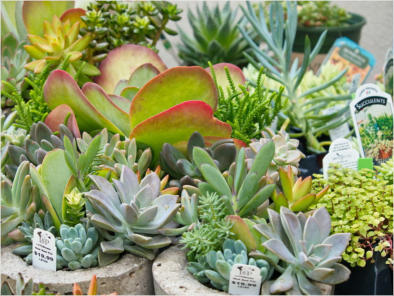 Blumengeschäft am Botanischen Garten - Birmingham, AL