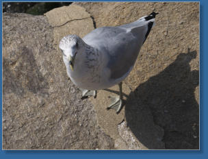 Federvieh auf Liberty Island