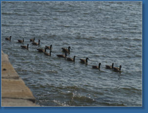 Federvieh auf Liberty Island