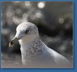 Federvieh auf Liberty Island