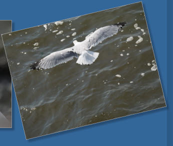 Federvieh auf Liberty Island