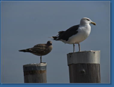 Blick von Liberty Island auf Manhattan, NYC