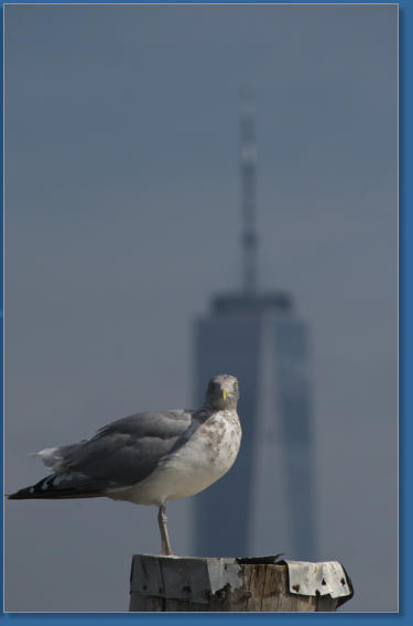 Blick von Liberty Island auf Manhattan, NYC