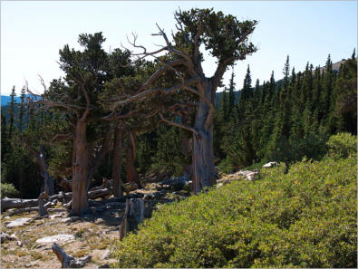 Mt. Goliath Natural Area, CO