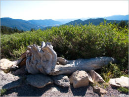 Mt. Goliath Natural Area, CO