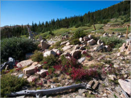 Mt. Goliath Natural Area, CO