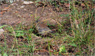 Lulu Town Site Trail - Rocky Mountain NP, CO