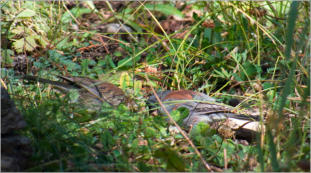 Lulu Town Site Trail - Rocky Mountain NP, CO