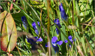 Lulu Town Site Trail - Rocky Mountain NP, CO