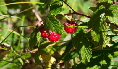 Lulu Town Site Trail - Rocky Mountain NP, CO