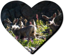 Lulu Town Site Trail - Rocky Mountain NP, CO