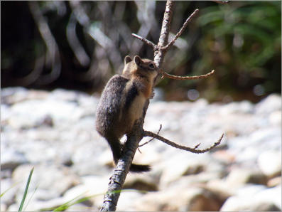 Lulu Town Site Trail - Rocky Mountain NP, CO