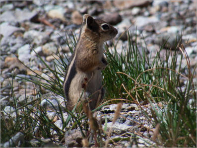 Lulu Town Site Trail - Rocky Mountain NP, CO